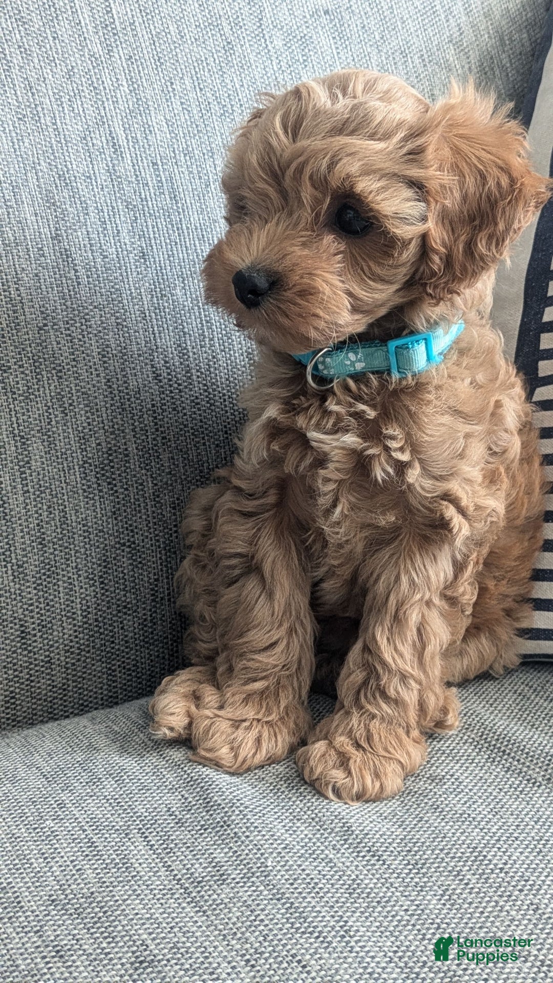 Cockapoo dogs for sale: Bailey - Image 15