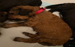 Bernedoodle dogs for sale: Red Collar Boy - Image 3