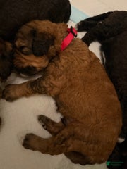 Red Collar Boy