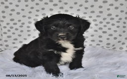 Aussiedoodle dogs for sale: Jewel - Image 1