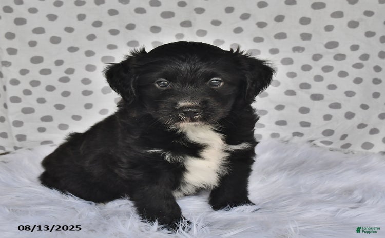 Aussiedoodle dogs for sale - Ad 4