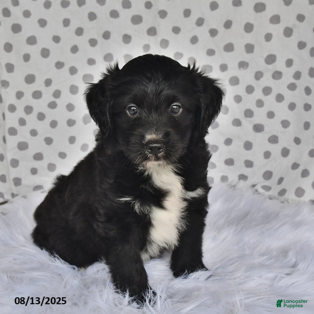 Aussiedoodle dogs for sale: Jewel - Image 1