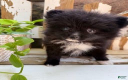 Pomeranian dogs for sale: Fluffy - Image 2