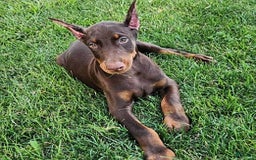 Doberman Pinscher dogs for sale: Mark - Image 8