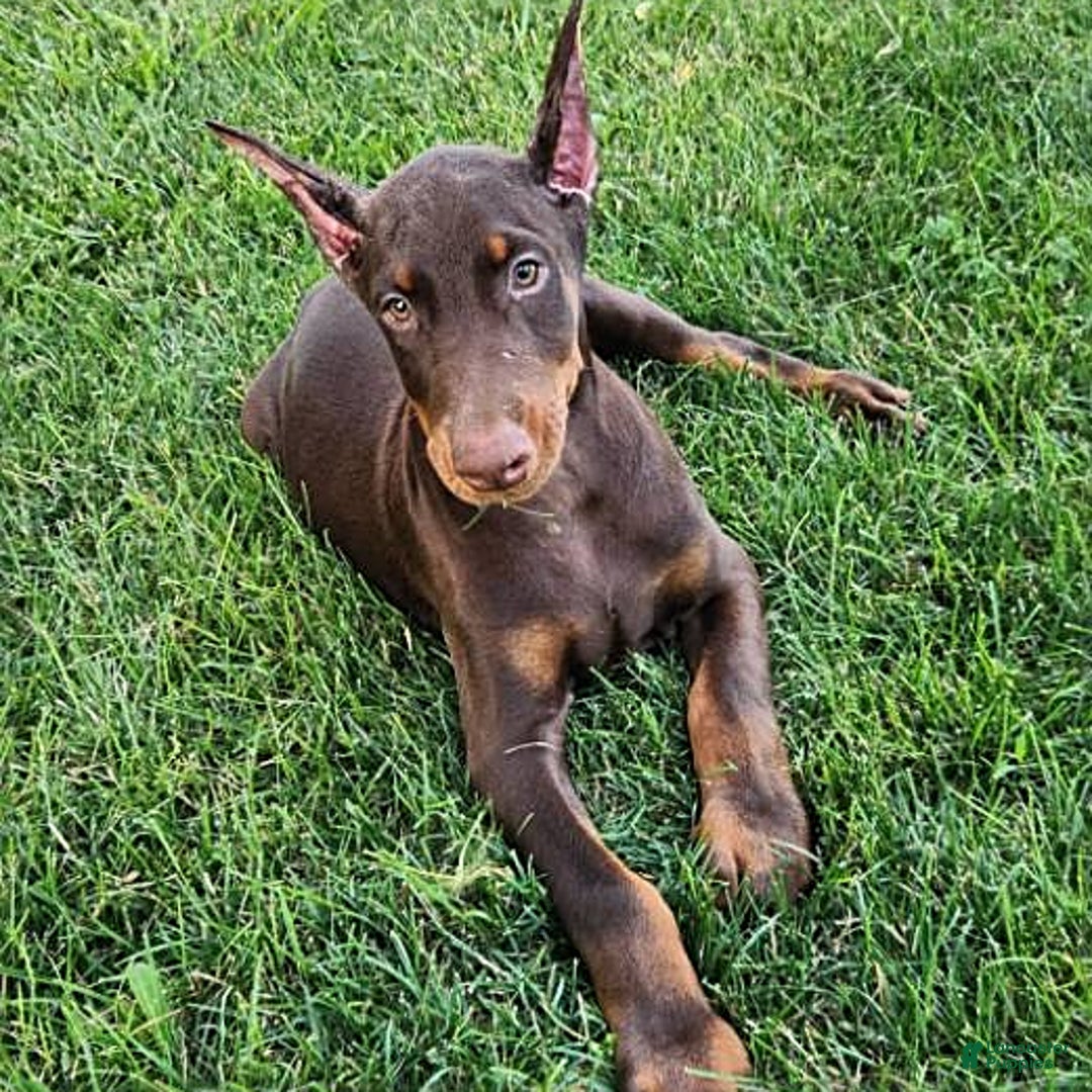 Doberman Pinscher dogs for sale: Mark - Image 8