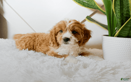 Cavapoo dogs for sale: Xyla - Image 1