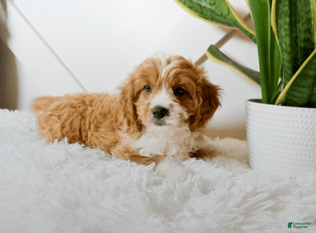 Cavapoo dogs for sale: Xyla - Image 1
