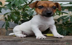 Jack Russell Terrier dogs for sale: Jewel - Image 2