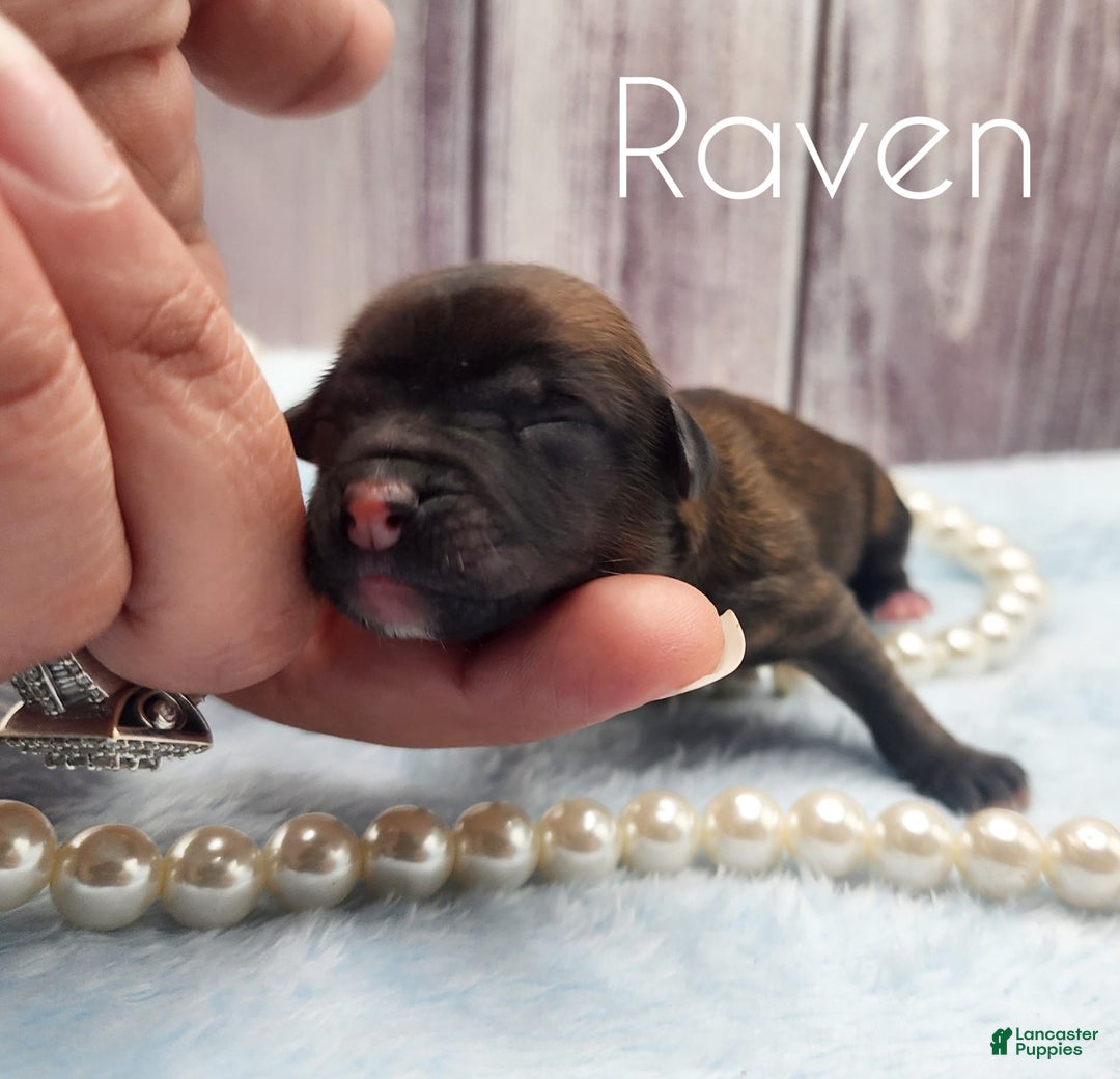 Chinese Crested dogs for sale: Raven - Image 1