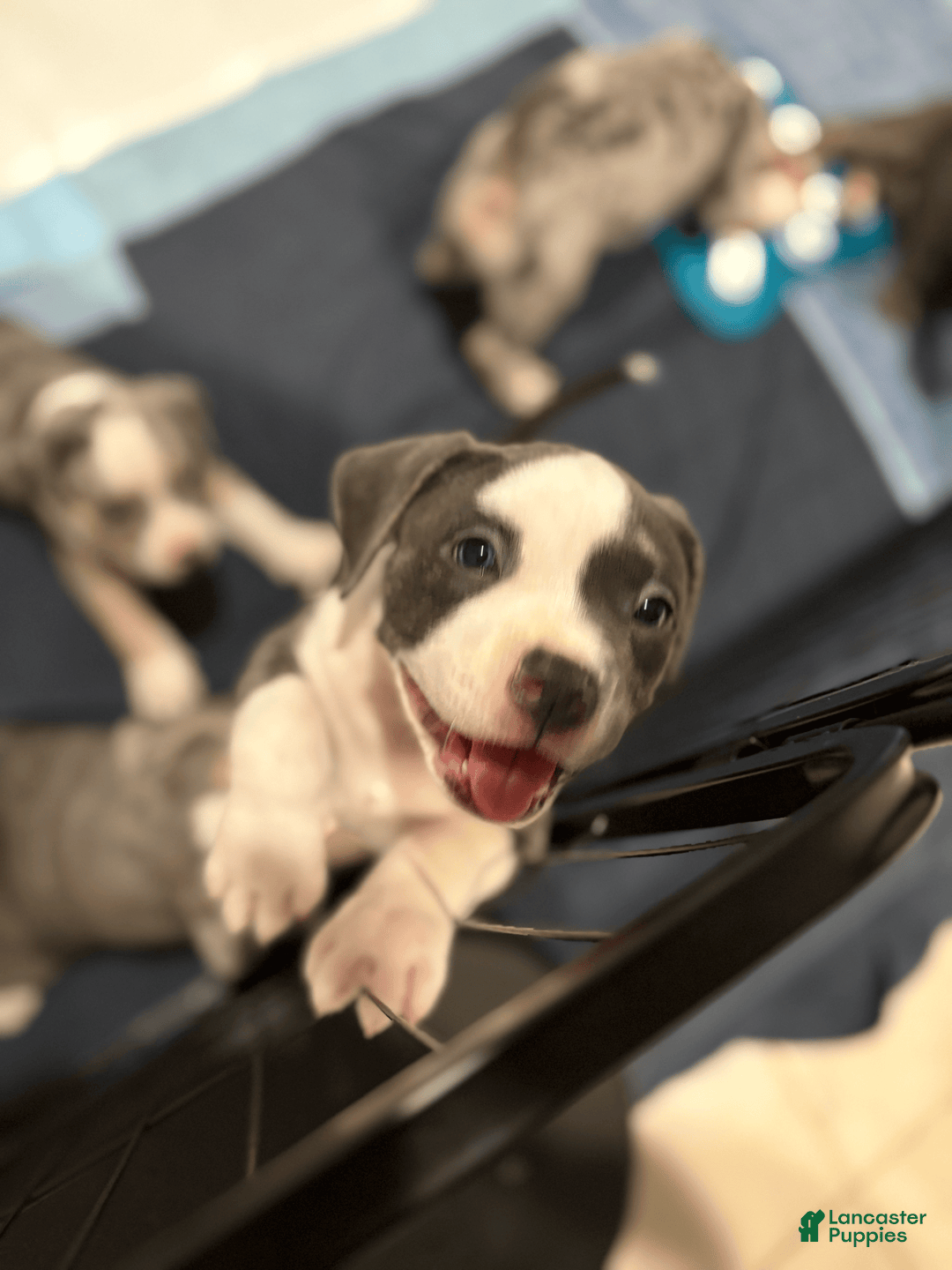 American Bully dogs for sale: Molly - Image 1