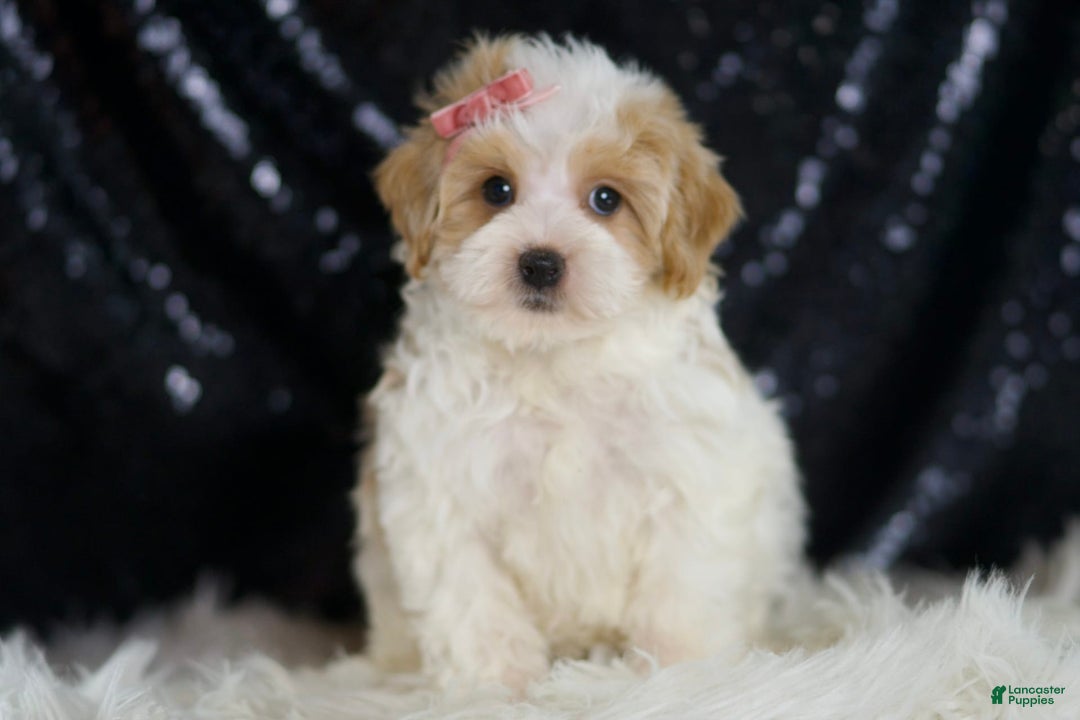 Maltipoo dogs for sale: Aurora - Image 2