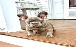 French Bulldog dogs for sale: Silver Dollar - Image 1