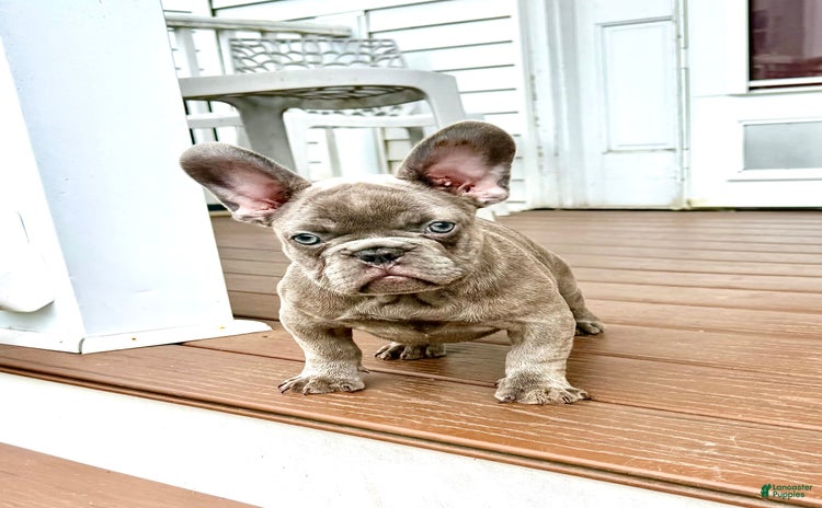 French Bulldog dogs for sale - Ad 3