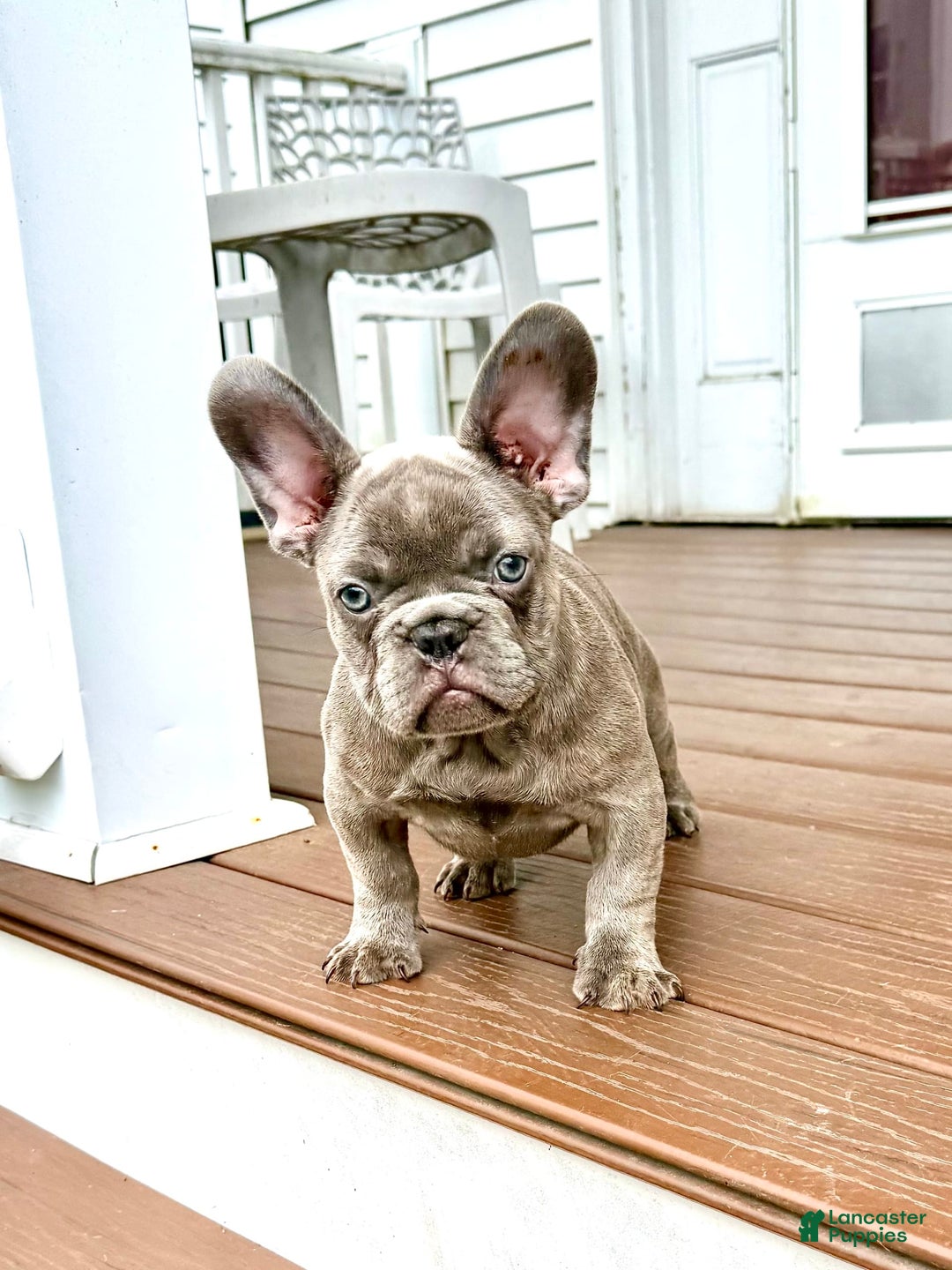 French Bulldog dogs for sale: Silver Dollar - Image 1