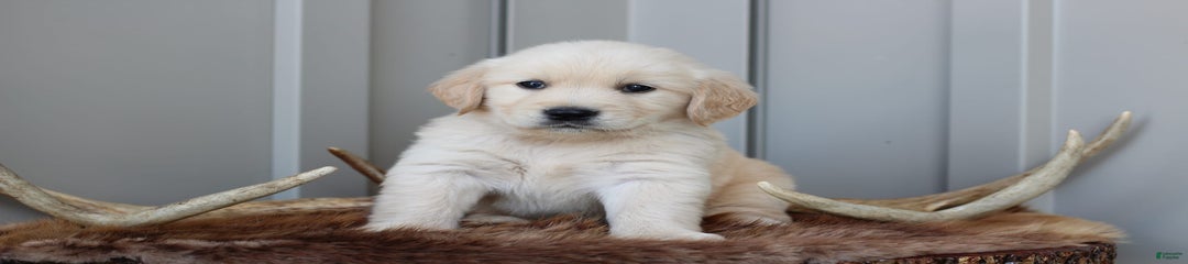 Buddy