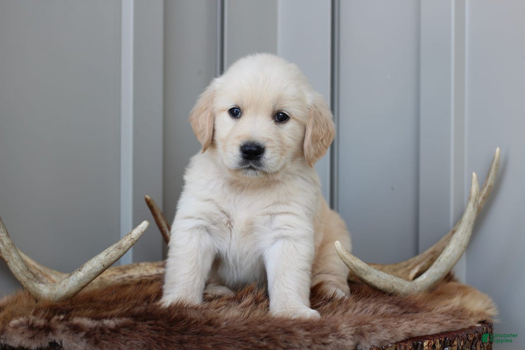 Golden Retriever dogs for sale: Buddy - Image 1
