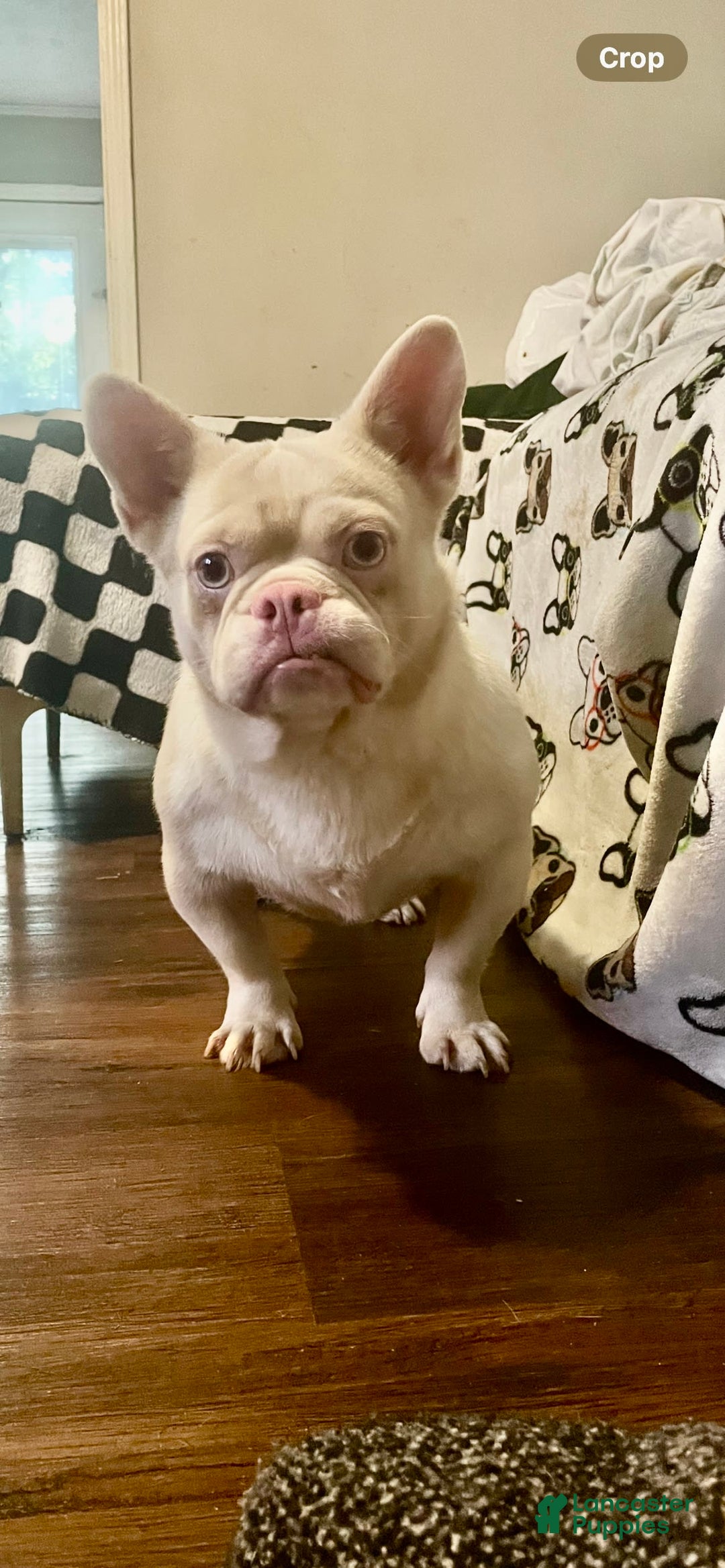 French Bulldog dogs for sale: Yin - Image 5