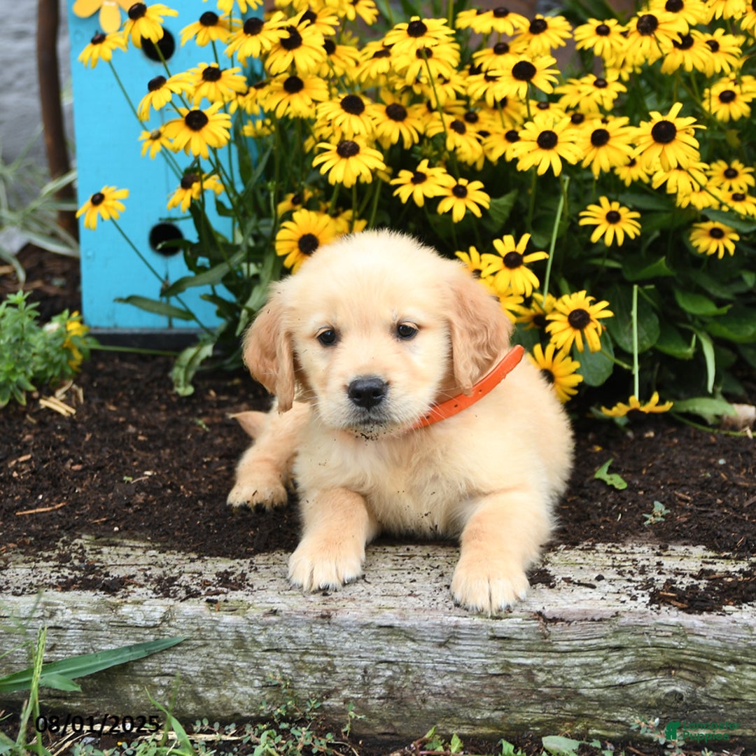 Golden Retriever dogs for sale: Faith - Image 5