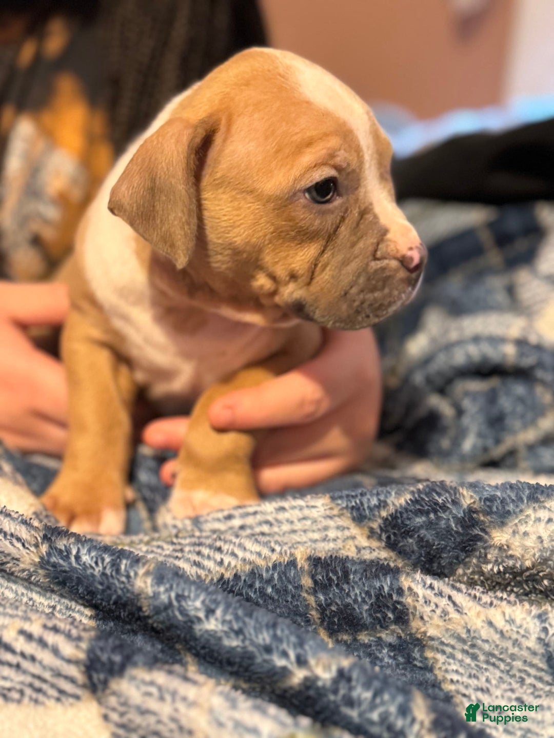 American Bully dogs for sale: Blossom - Image 8