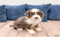 Mini Bernedoodle dogs for sale: Rusty - Image 8