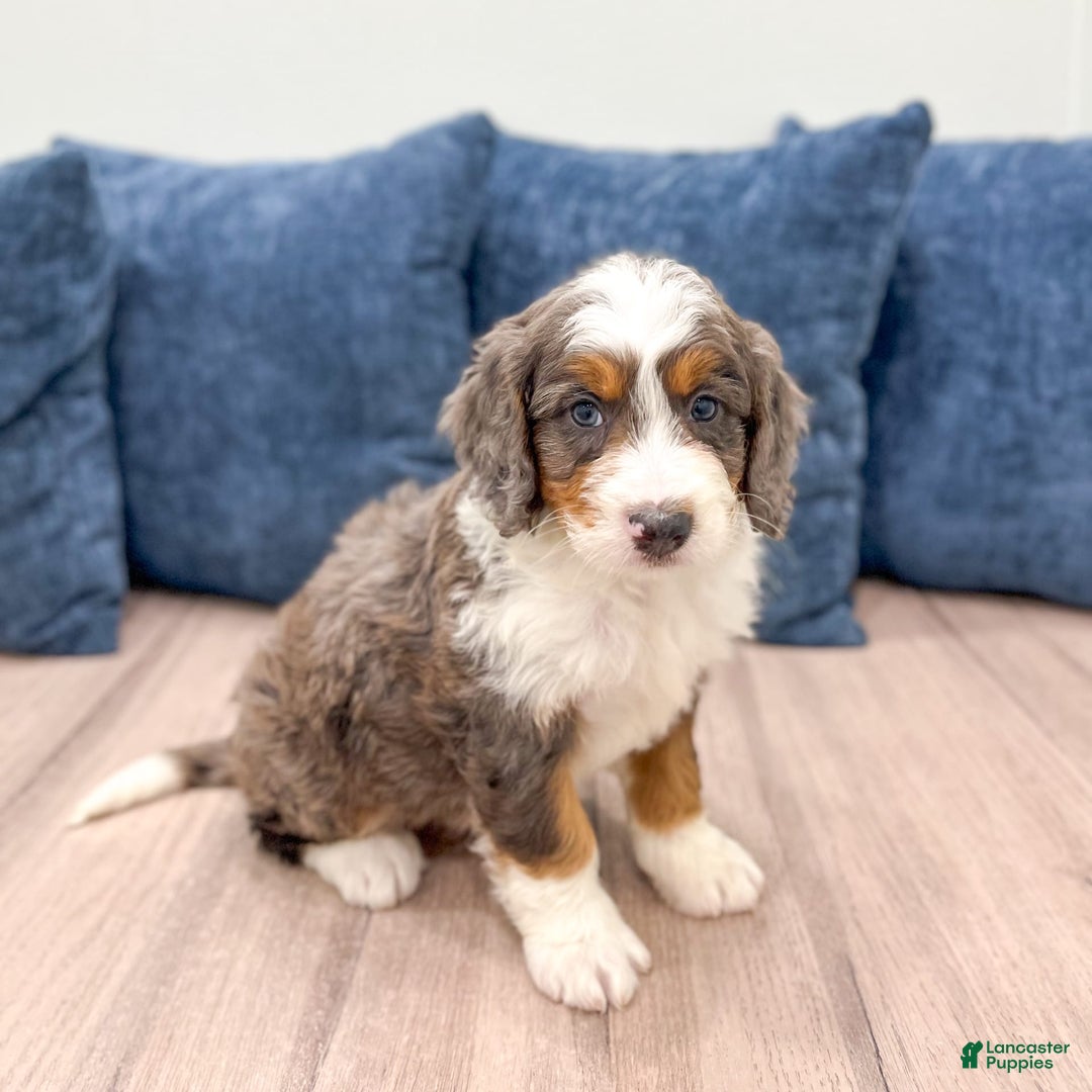Mini Bernedoodle dogs for sale: Rusty - Image 8