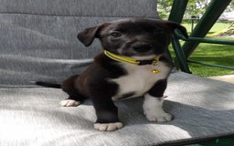 Border Collie dogs for sale: Justin - Image 1