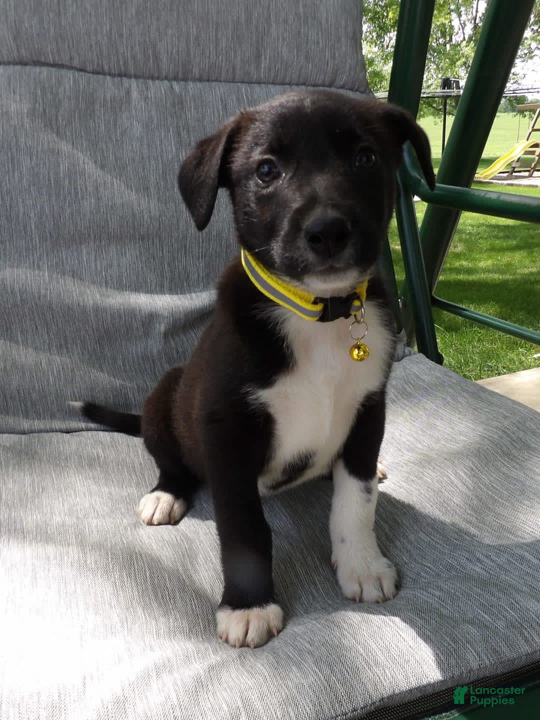 Border Collie dogs for sale: Justin - Image 1