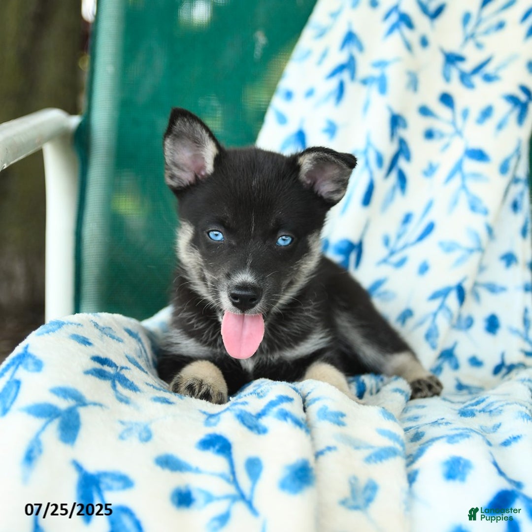 Pomsky dogs for sale: Rio - Image 4