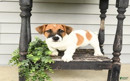 Jack Russell Terrier dogs for sale: Licorice - Image 5