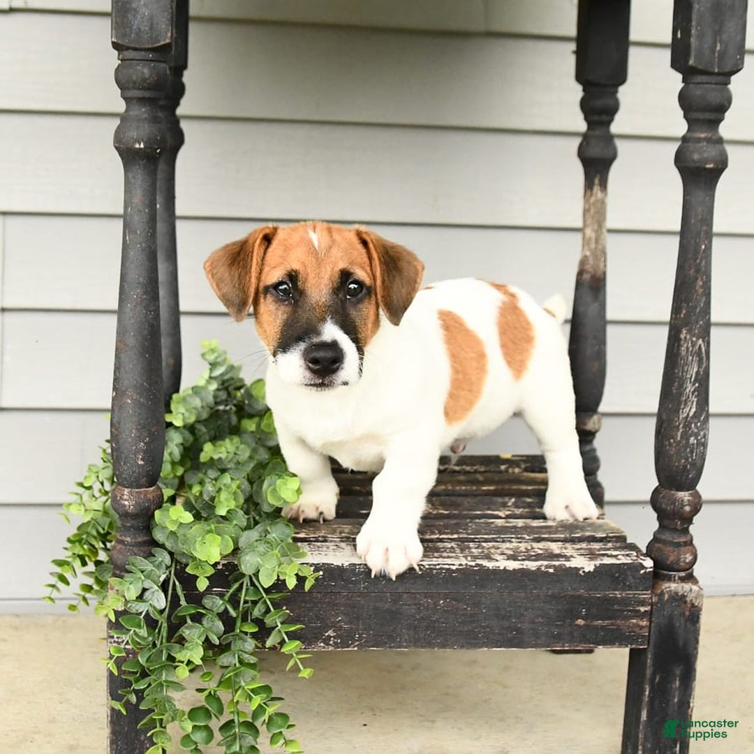 Jack Russell Terrier dogs for sale: Licorice - Image 5
