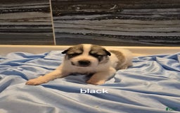 Great Pyrenees dogs for sale: Black - Image 1