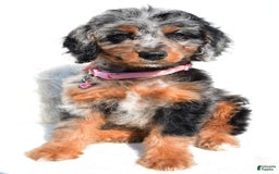 Mini Aussiedoodle dogs for sale: Elaine - Image 1