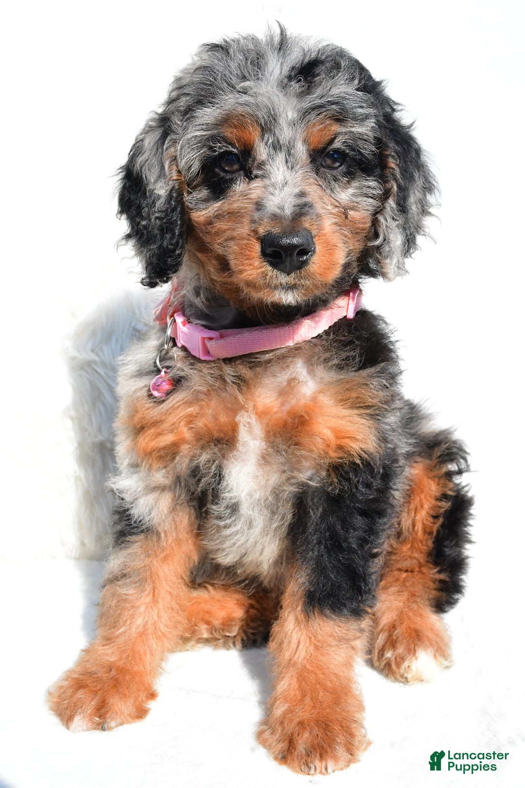 Mini Aussiedoodle dogs for sale: Elaine - Image 1