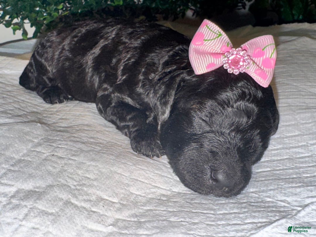Miniature Poodle dogs for sale: Serenity - Image 6