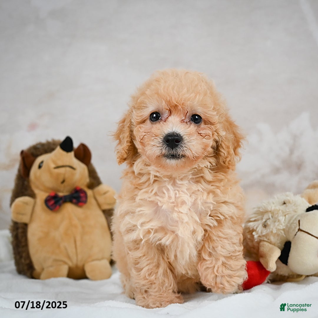 Bichpoo dogs for sale: Debby - Image 2