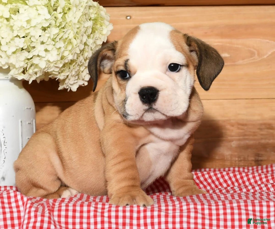 Beabull dogs for sale: Crystal - Image 3