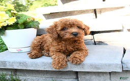 Miniature Poodle dogs for sale: Elmer - Image 5