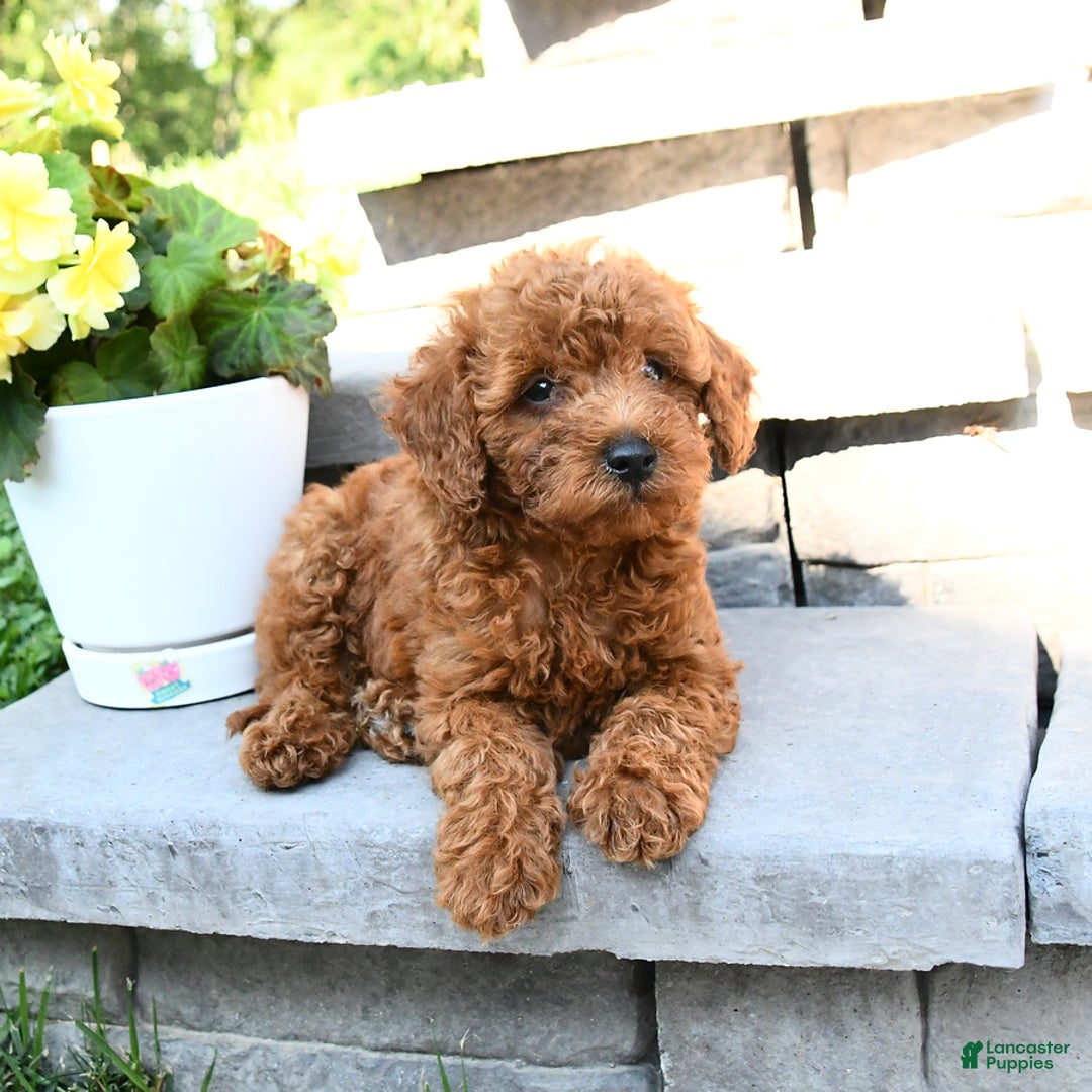 Miniature Poodle dogs for sale: Elmer - Image 5