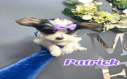 Yorkshire Terrier dogs for sale: Patrick Starr - Image 25