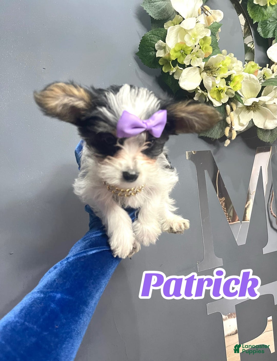 Yorkshire Terrier dogs for sale: Patrick Starr - Image 25