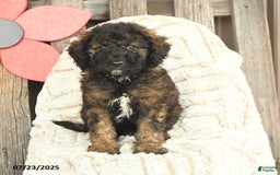 Mini Goldendoodle dogs for sale: Mugsy - Image 2