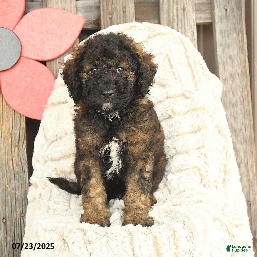 Mini Goldendoodle dogs for sale: Mugsy - Image 2