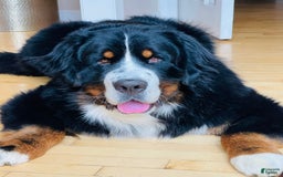 Bernedoodle dogs for sale: 💗 Coconut Bean - Image 12