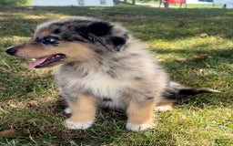 Alaskan Malamute dogs for sale: Cully - Image 3