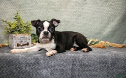 Boston Terrier dogs for sale: Denny - Image 2