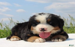 Bernese Mountain Dog dogs for sale: Winston - Image 1