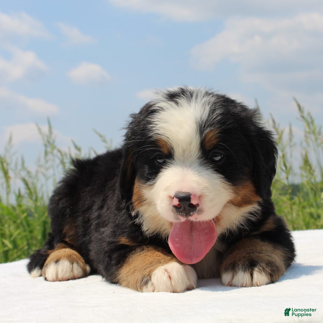 Bernese Mountain Dog dogs for sale: Winston - Image 1