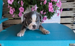 English Bulldog dogs for sale: Heath - Image 12