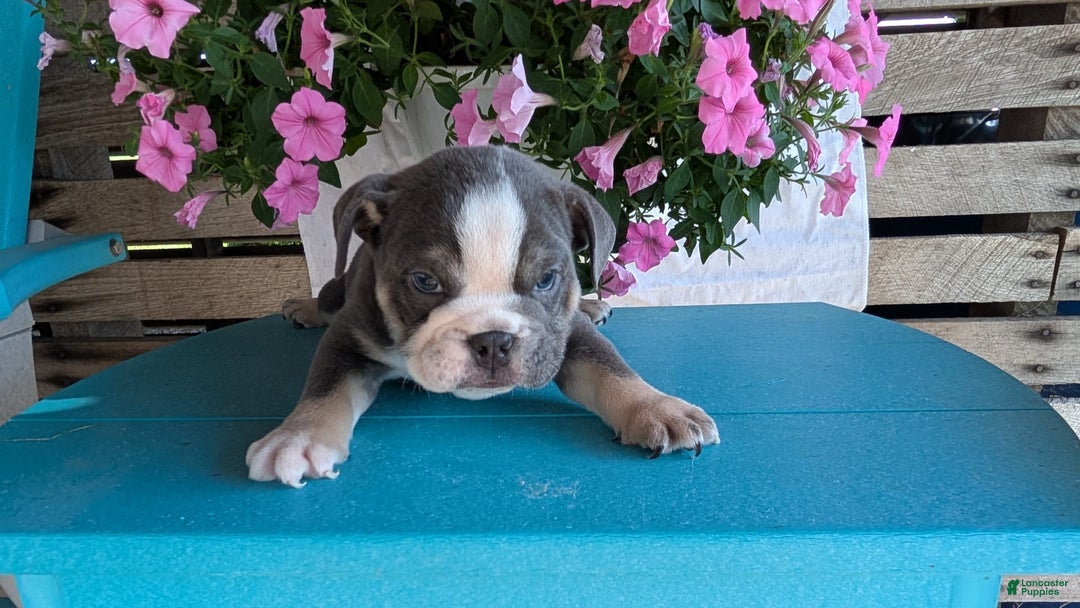 English Bulldog dogs for sale: Heath - Image 12