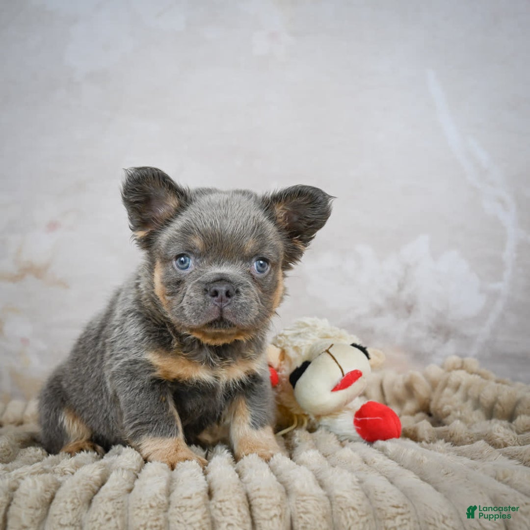 French Bulldog dogs for sale: Bubba - Image 5